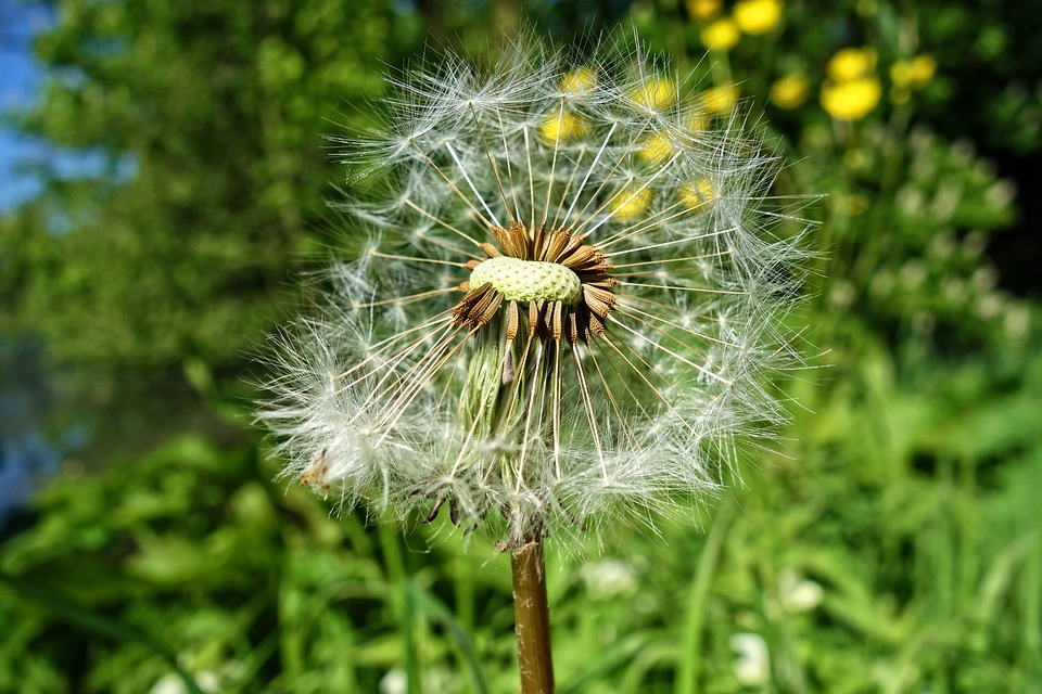 A close up of a white dandelion with an out of focus greenery background.