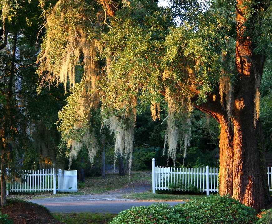 A spanish moss tree in front of a white fence. 